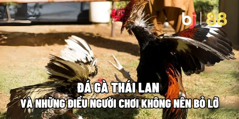 Đá Gà Thái Lan Và Những Điều Người Chơi Không Nên Bỏ Lỡ 7 da ga thai lan